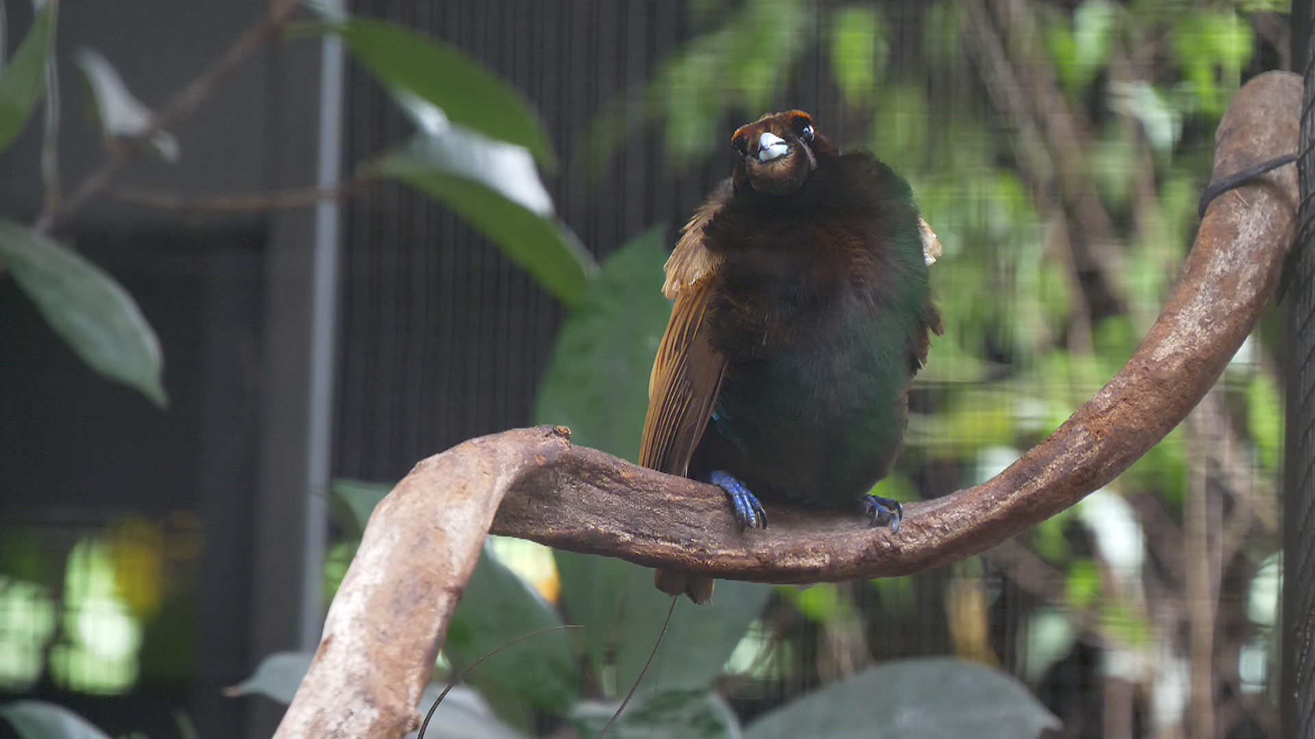 Golden-Winged Magnificent Bird of Paradise