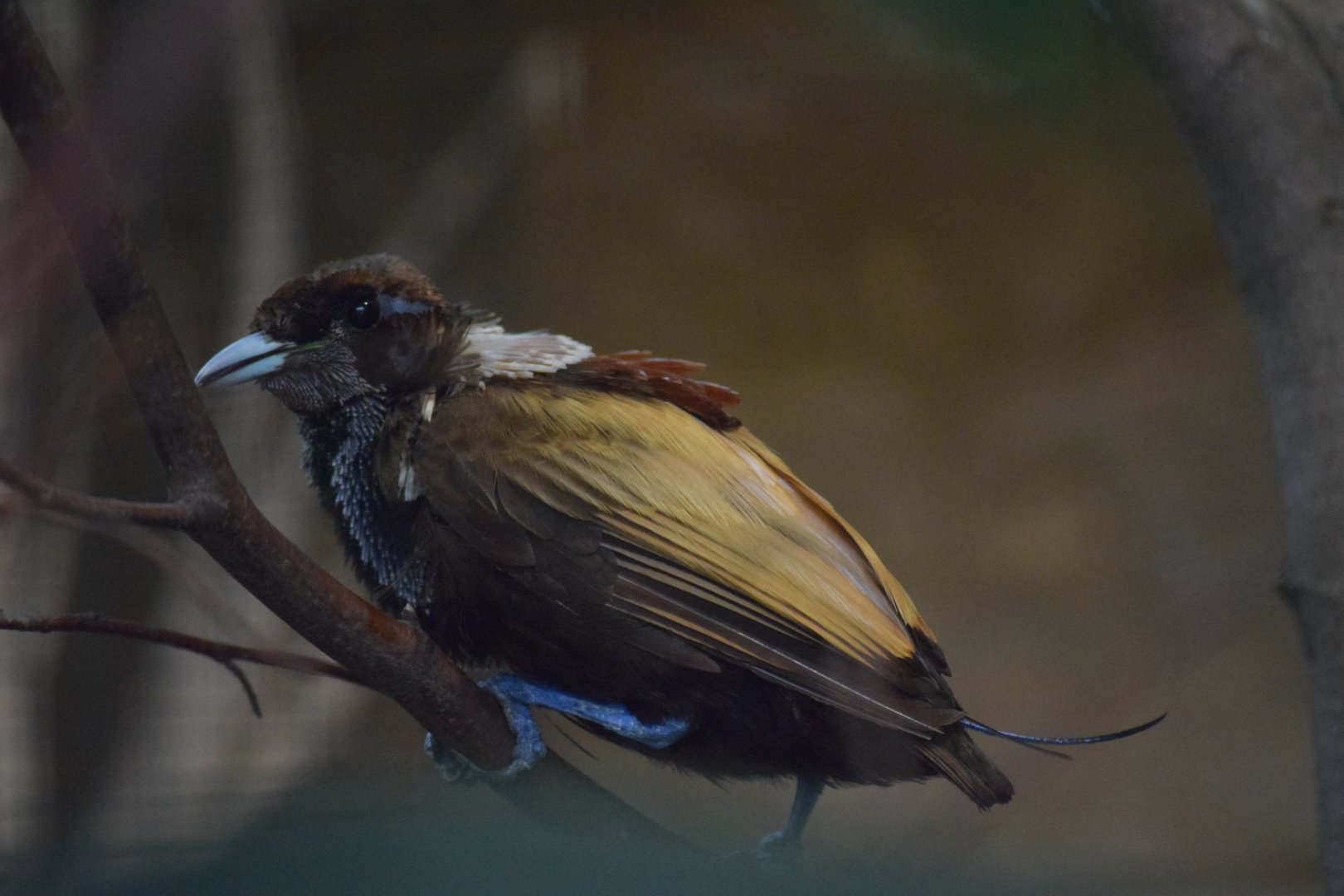 Golden-winged magnificent Bird-of-paradise