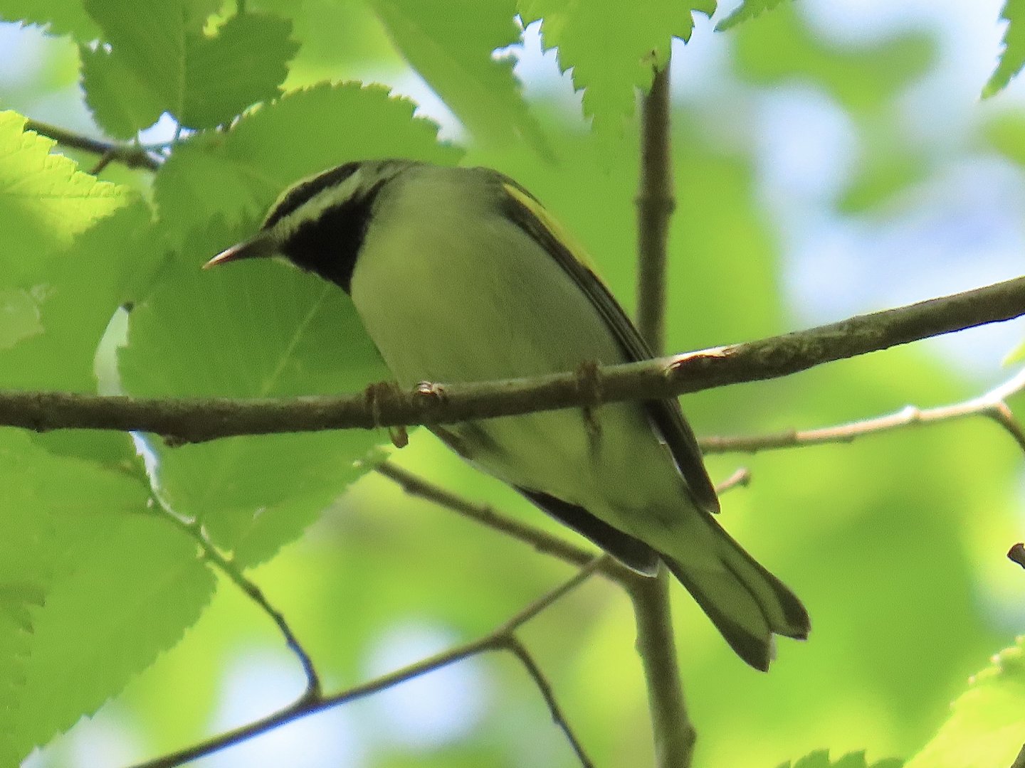 Golden-winged Warbler (Vermivora chrysoptera)