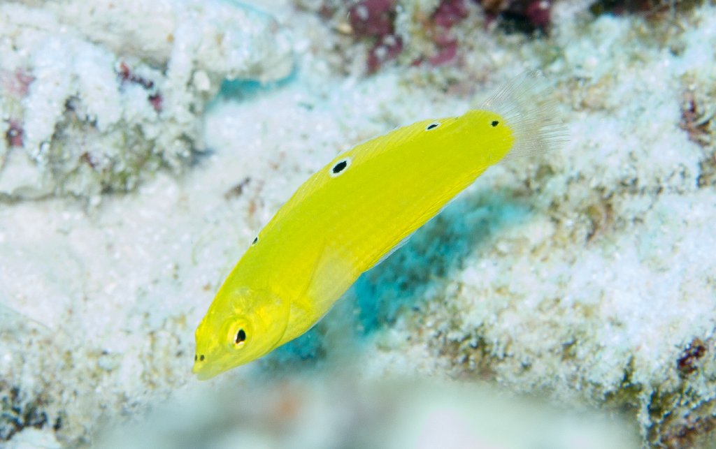 Golden Wrasse