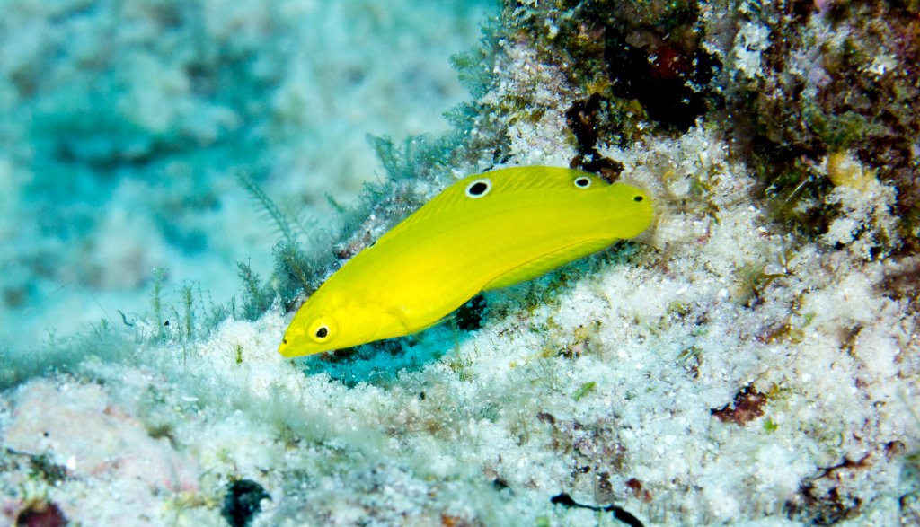 Golden Wrasse