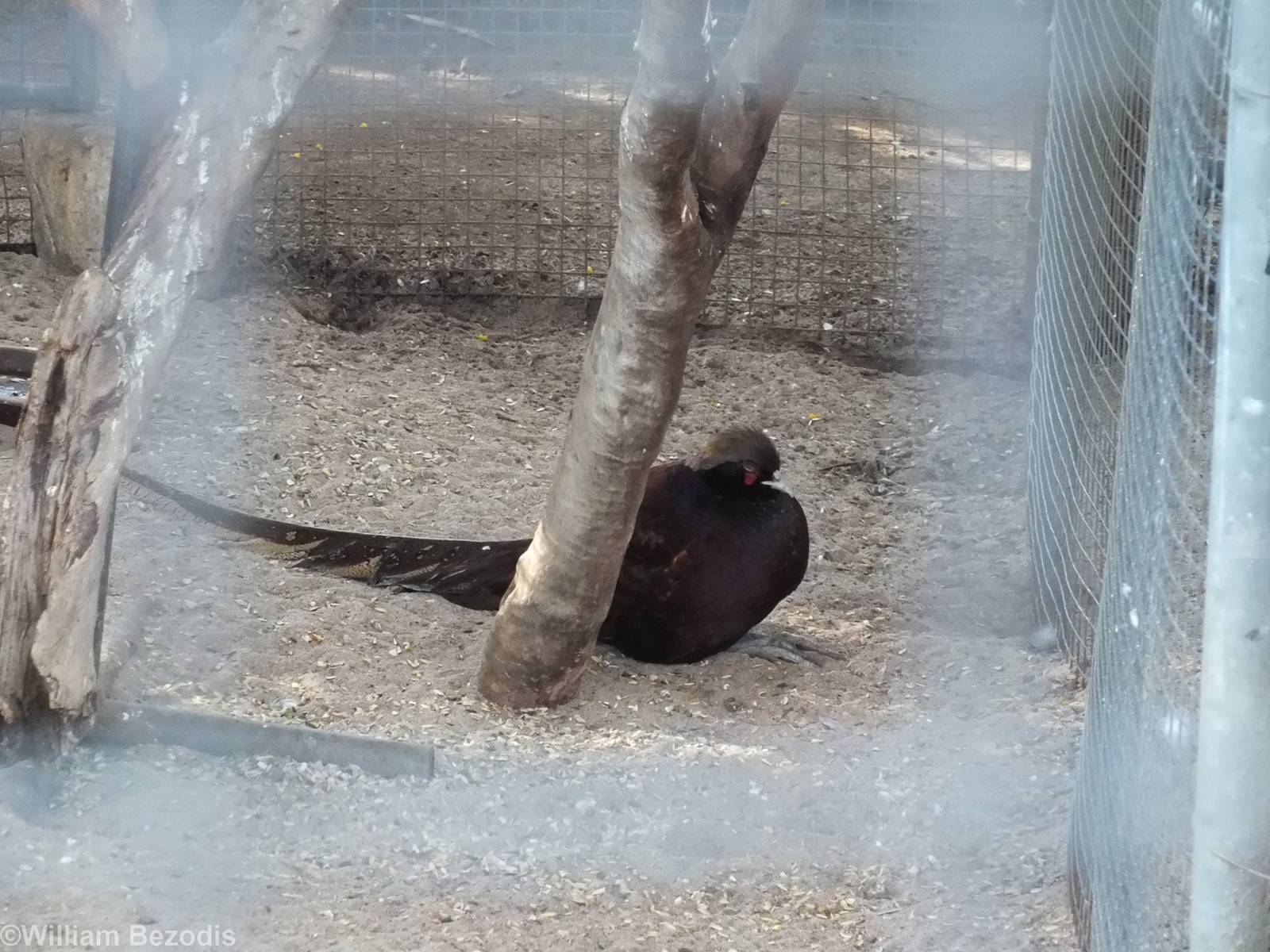 Golden x Ringneck Pheasant