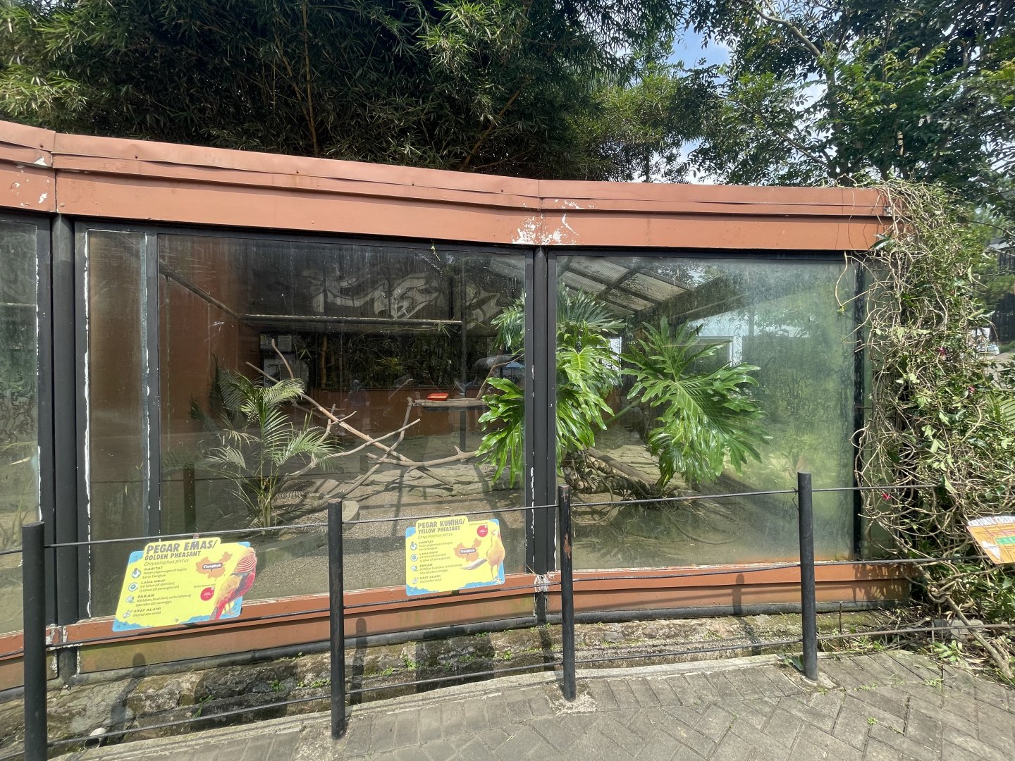 golden & yellow pheasant exhibit
