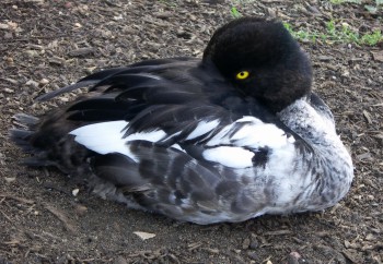Goldeneye (Bucephala clangula)