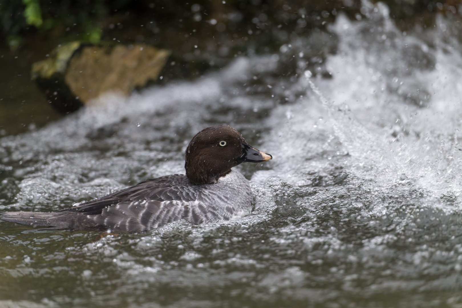 Goldeneye, CWP, UK