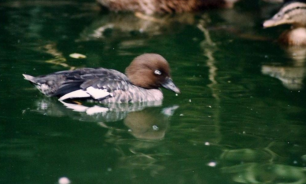 goldeneye duck, female