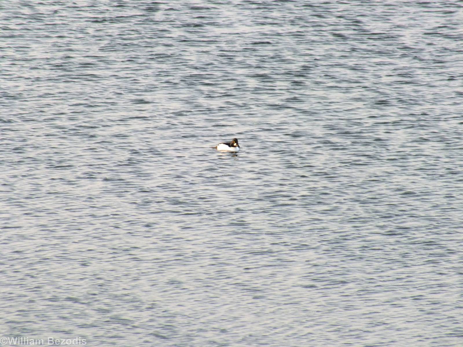 Goldeneye - Ptasi Raj Nature Reserve