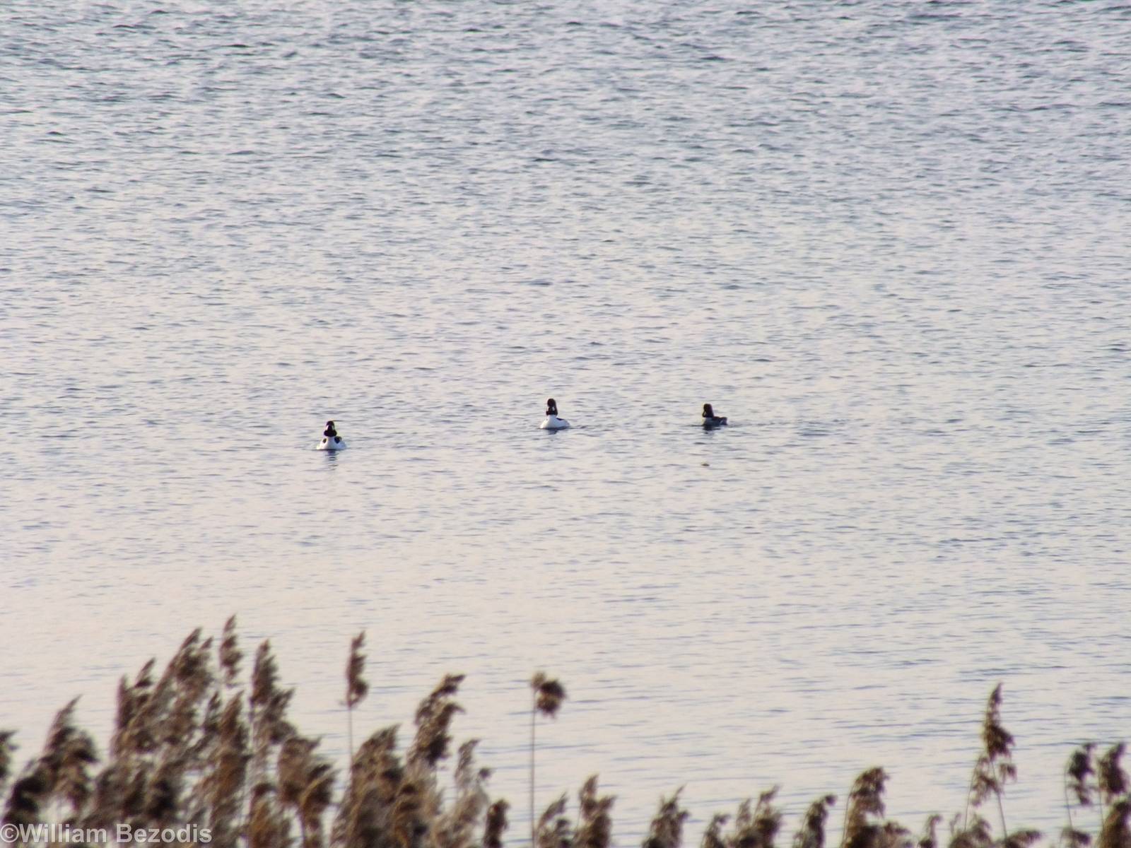 Goldeneyes - Ptasi Raj Nature Reserve