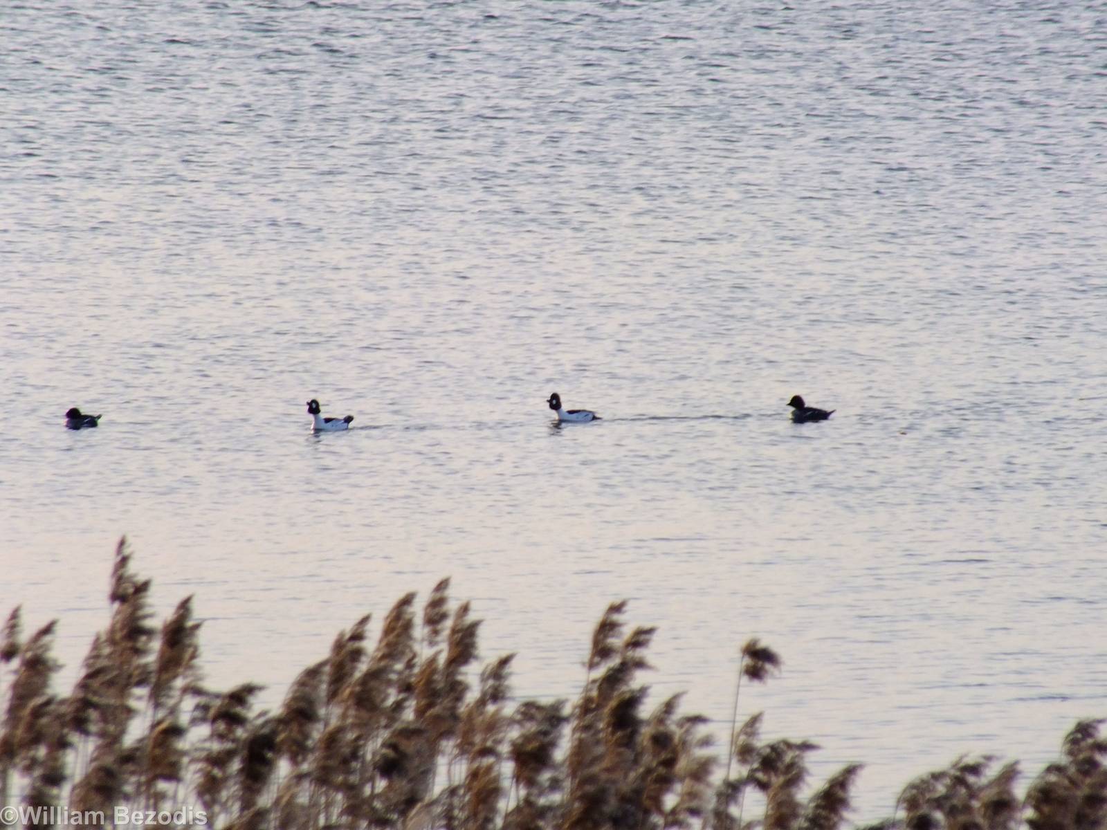 Goldeneyes - Ptasi Raj Nature Reserve