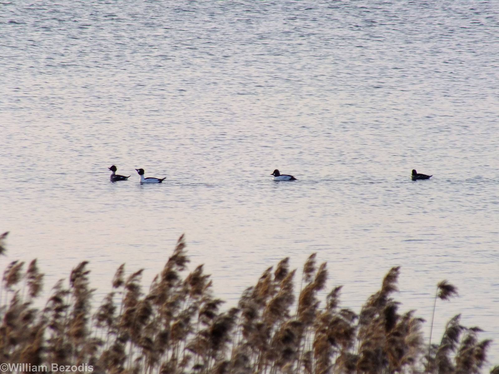Goldeneyes - Ptasi Raj Nature Reserve