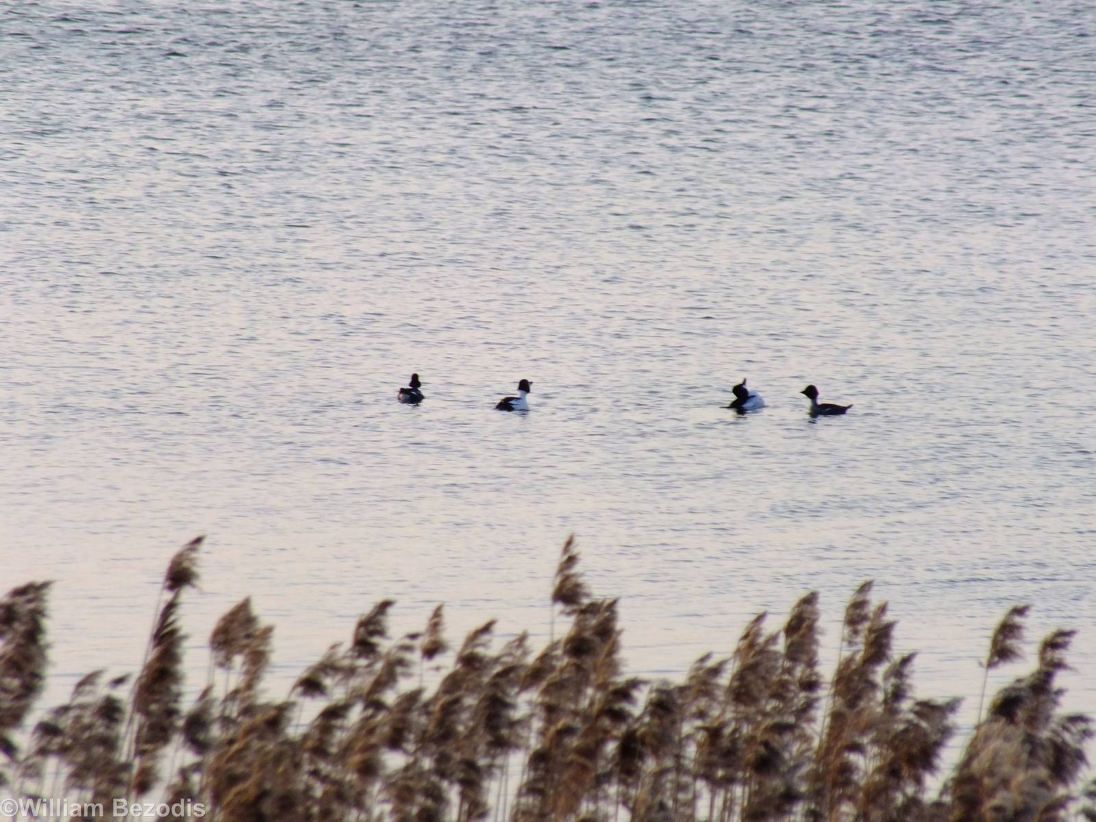 Goldeneyes - Ptasi Raj Nature Reserve