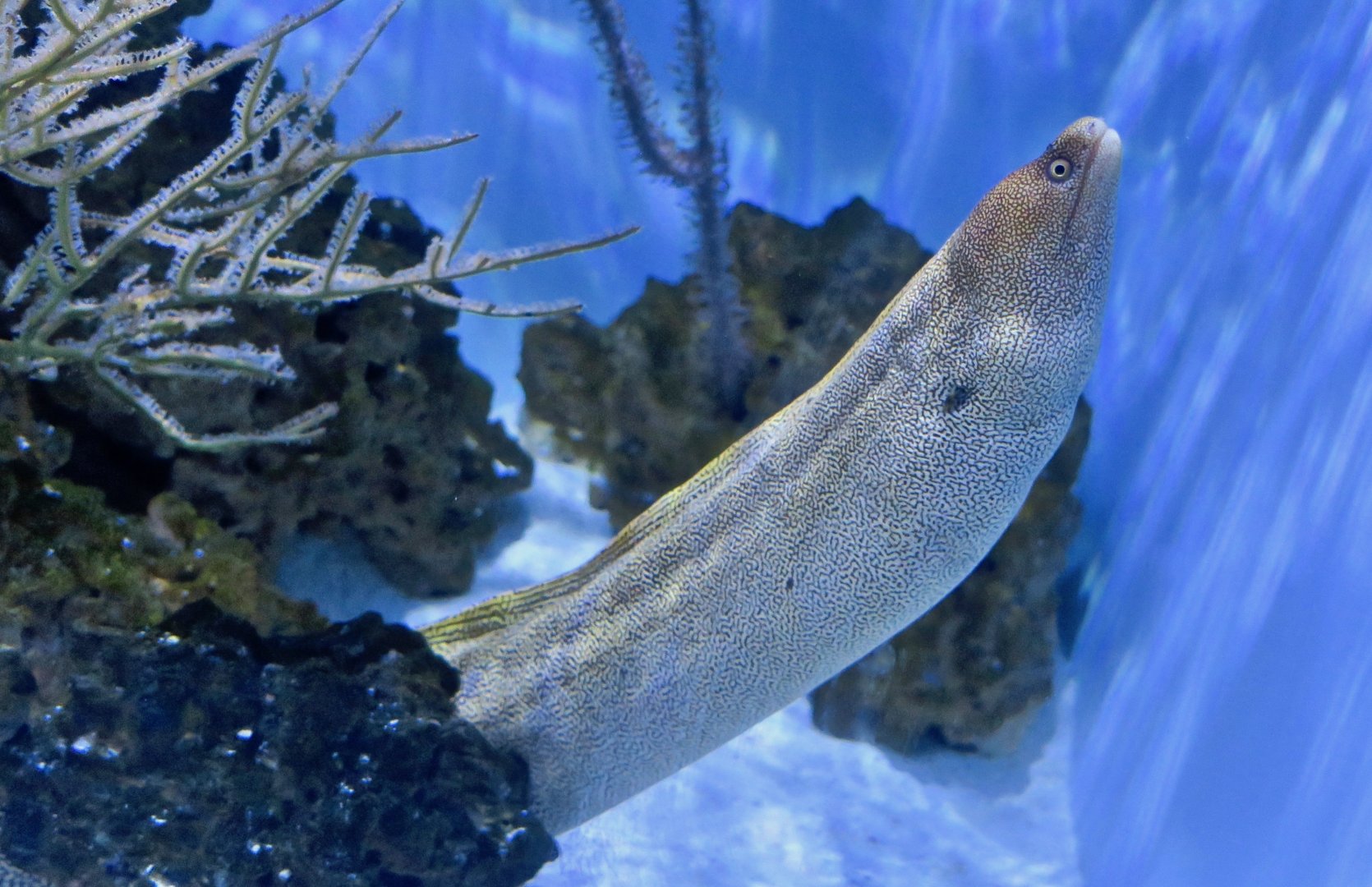Goldentail Moray (Gymnothorax miliaris)