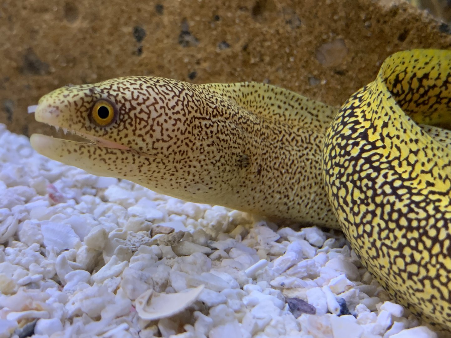 Goldentail Moray (Gymnothorax miliaris)
