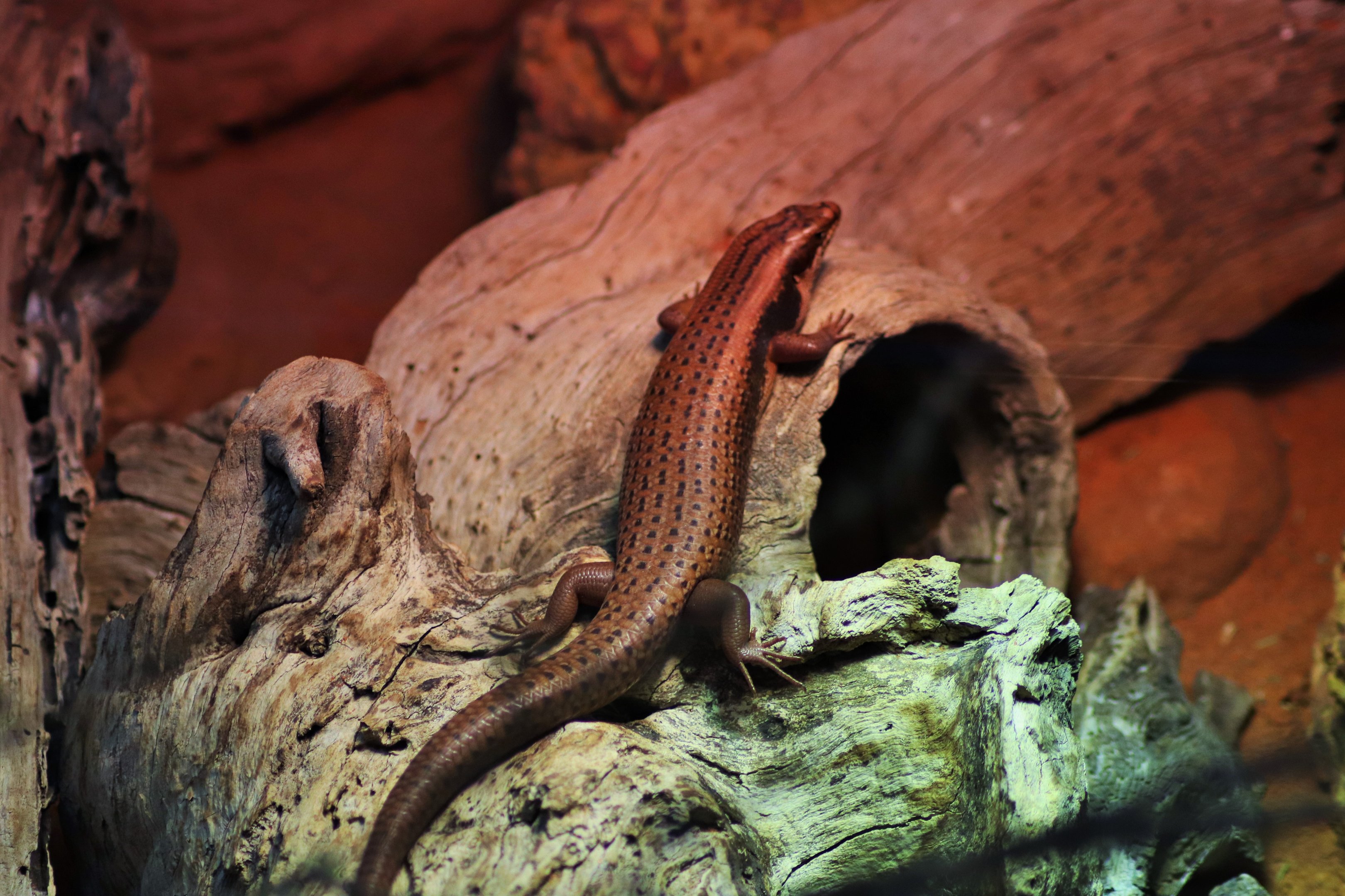 Goldfields Crevice-Skink (Egernia formosa)