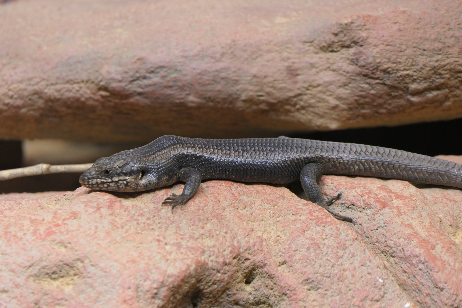 Goldfields Crevice-Skink (Egernia formosa)