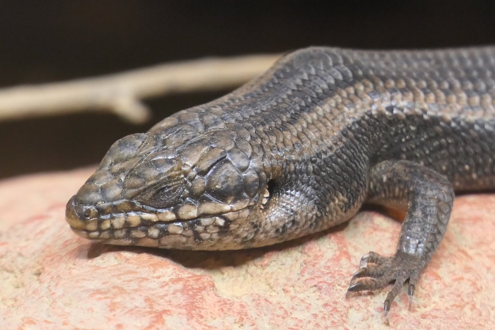 Goldfields Crevice-Skink (Egernia formosa)