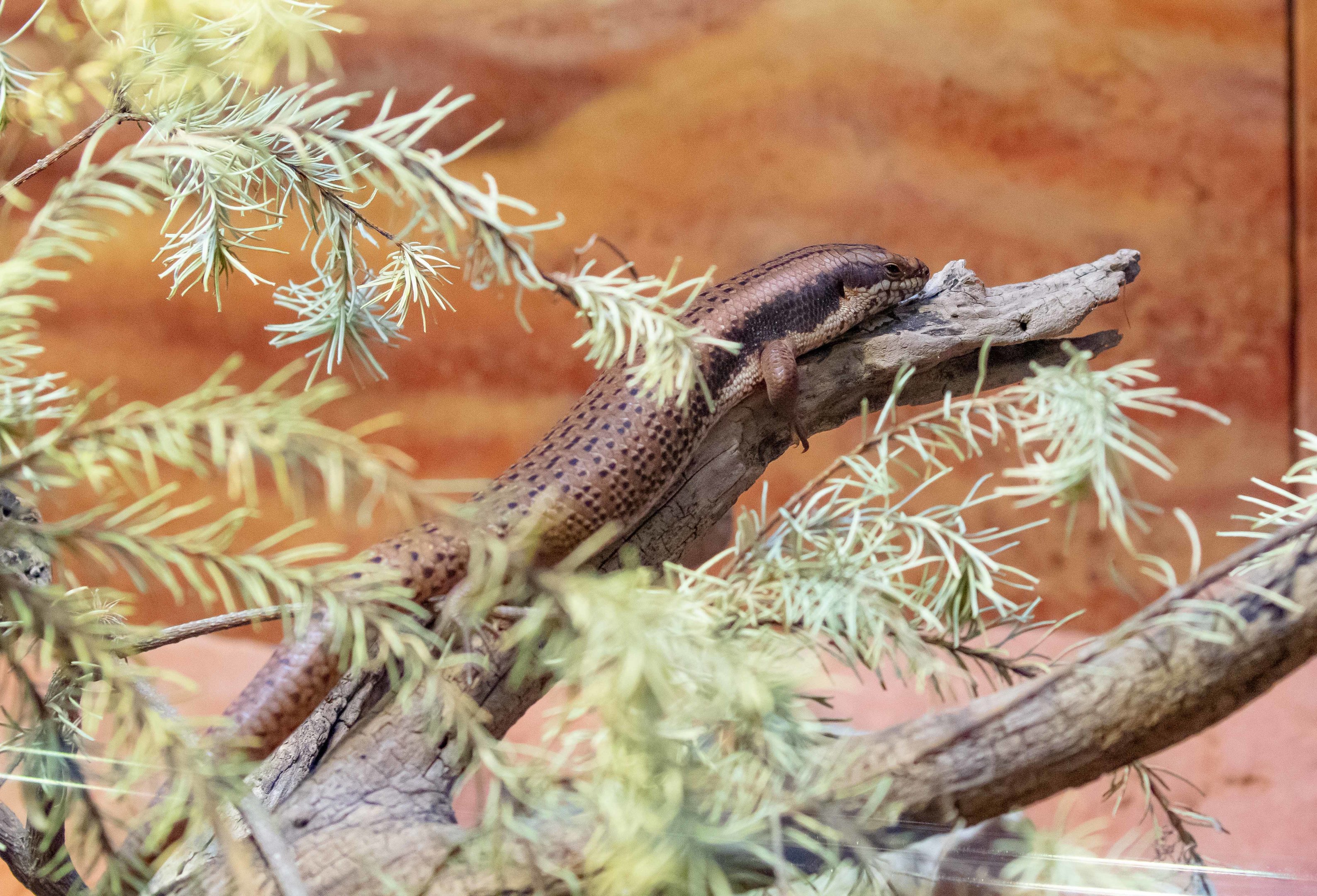 Goldfields Crevice Skink