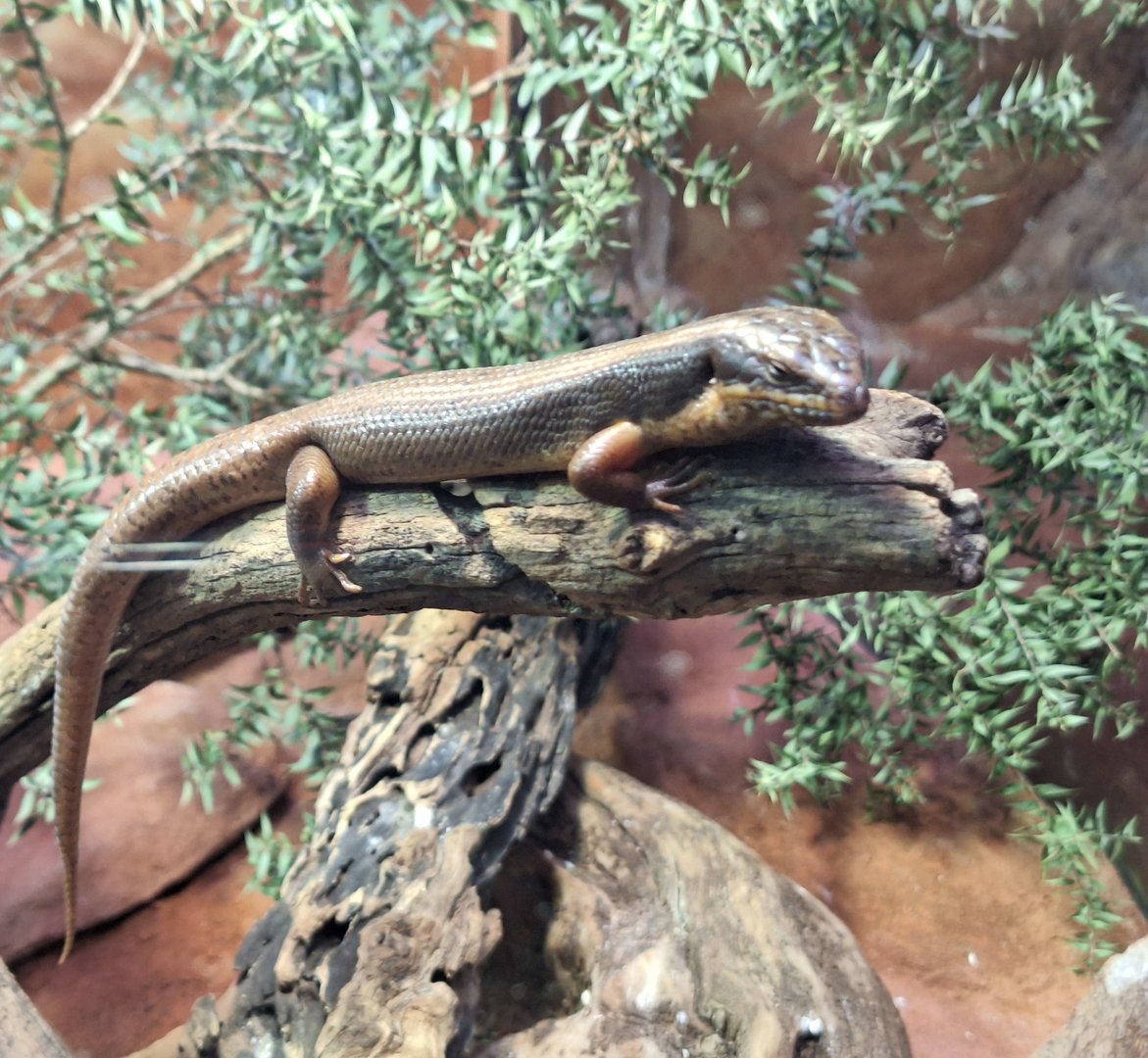 Goldfields Crevice-Skink