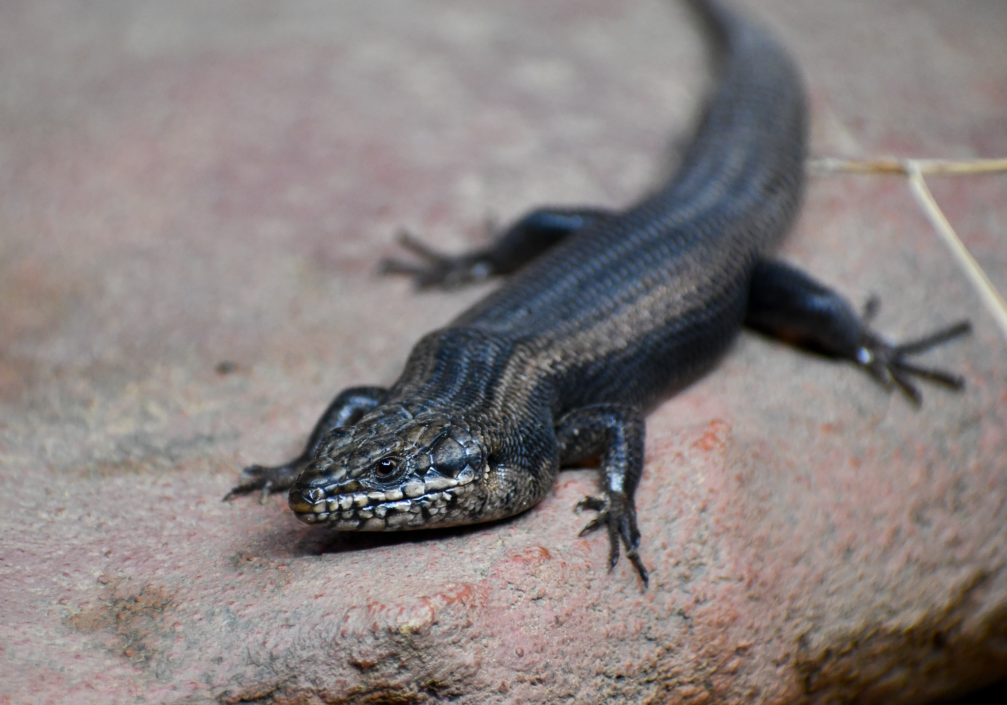 Goldfield's Crevice Skink
