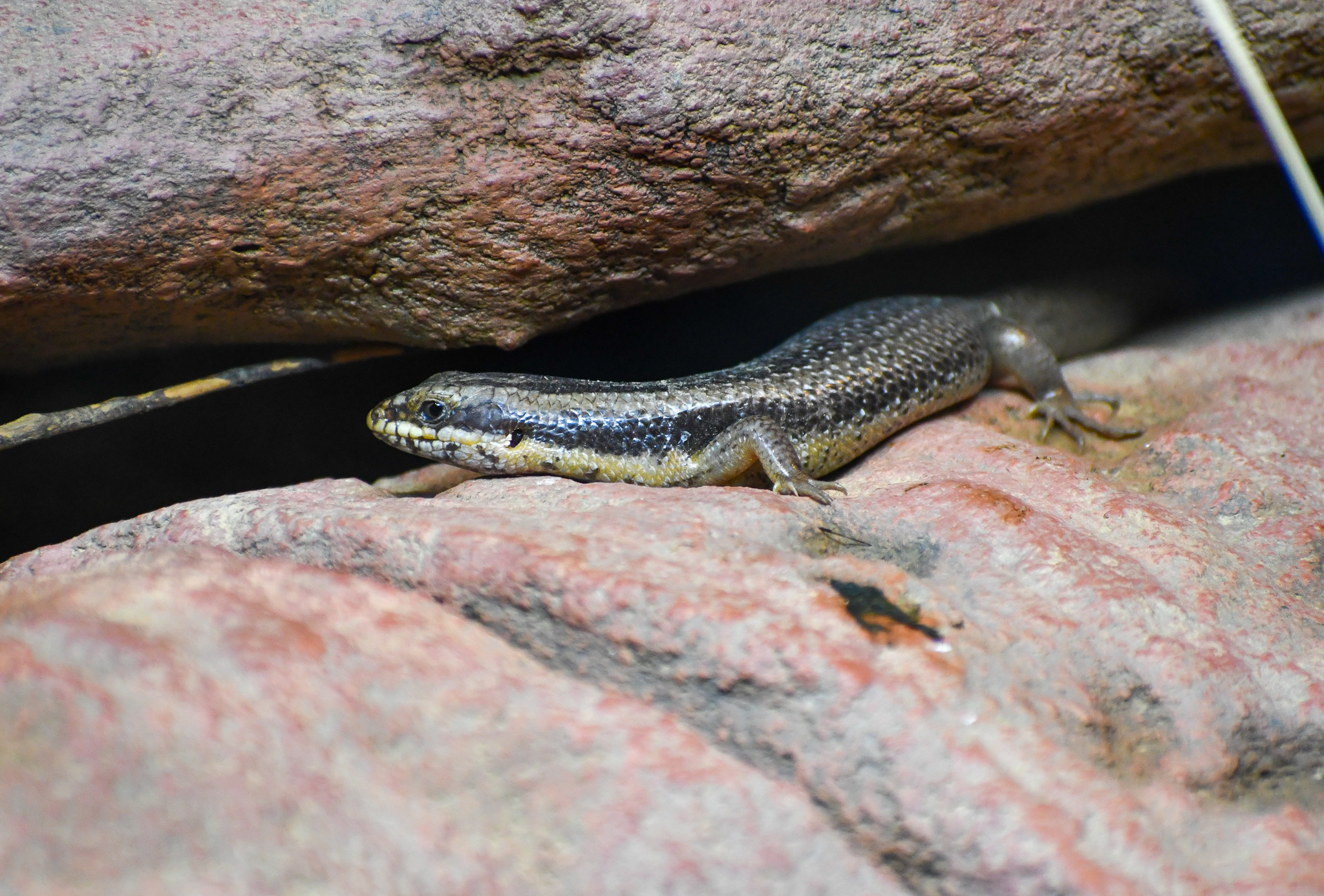 Goldfield's Crevice Skink
