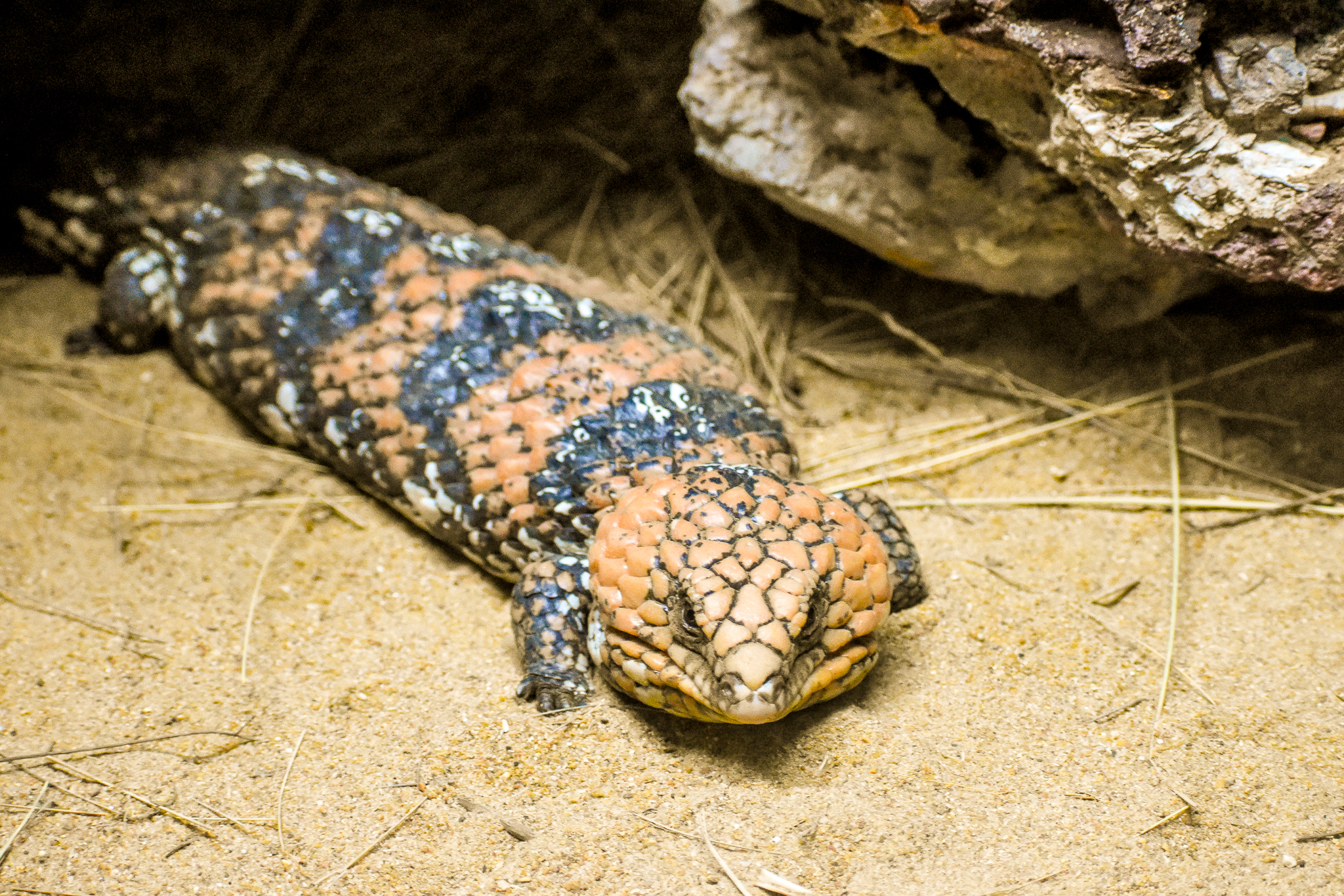 Goldfields Shingleback (Tiliqua rugosa rugosa)