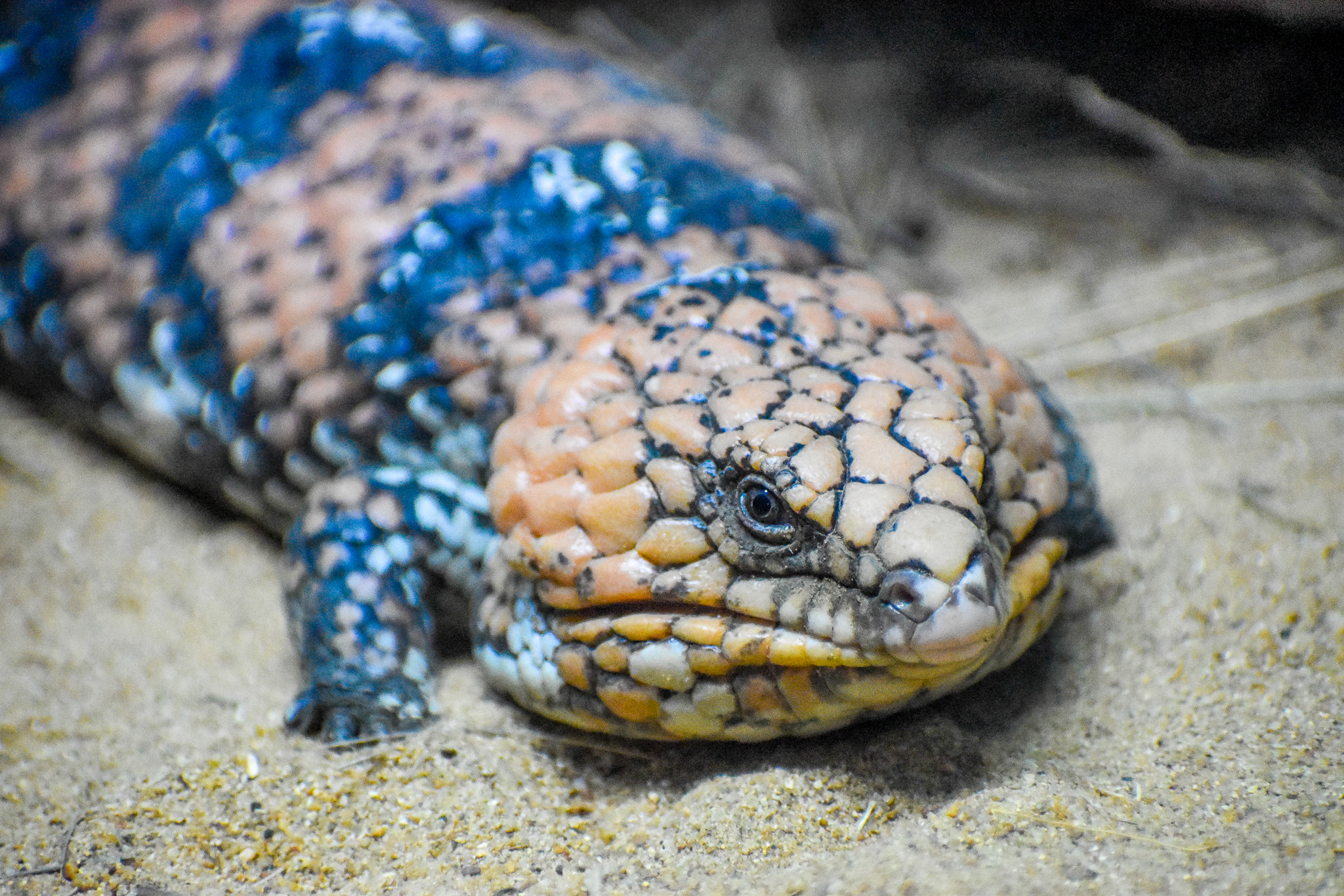 Goldfields Shingleback (Tiliqua rugosa rugosa)