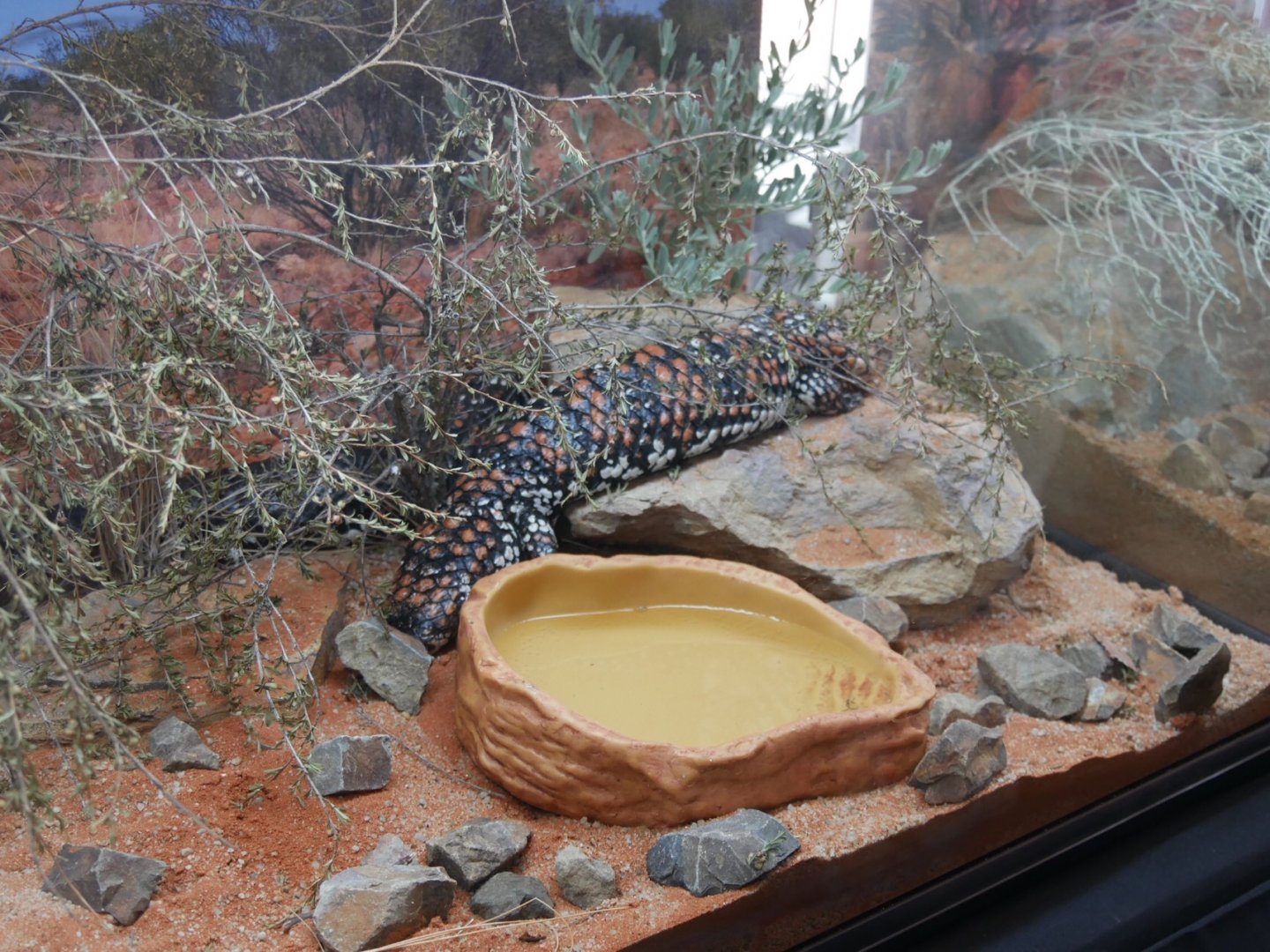 Goldfields Shingleback