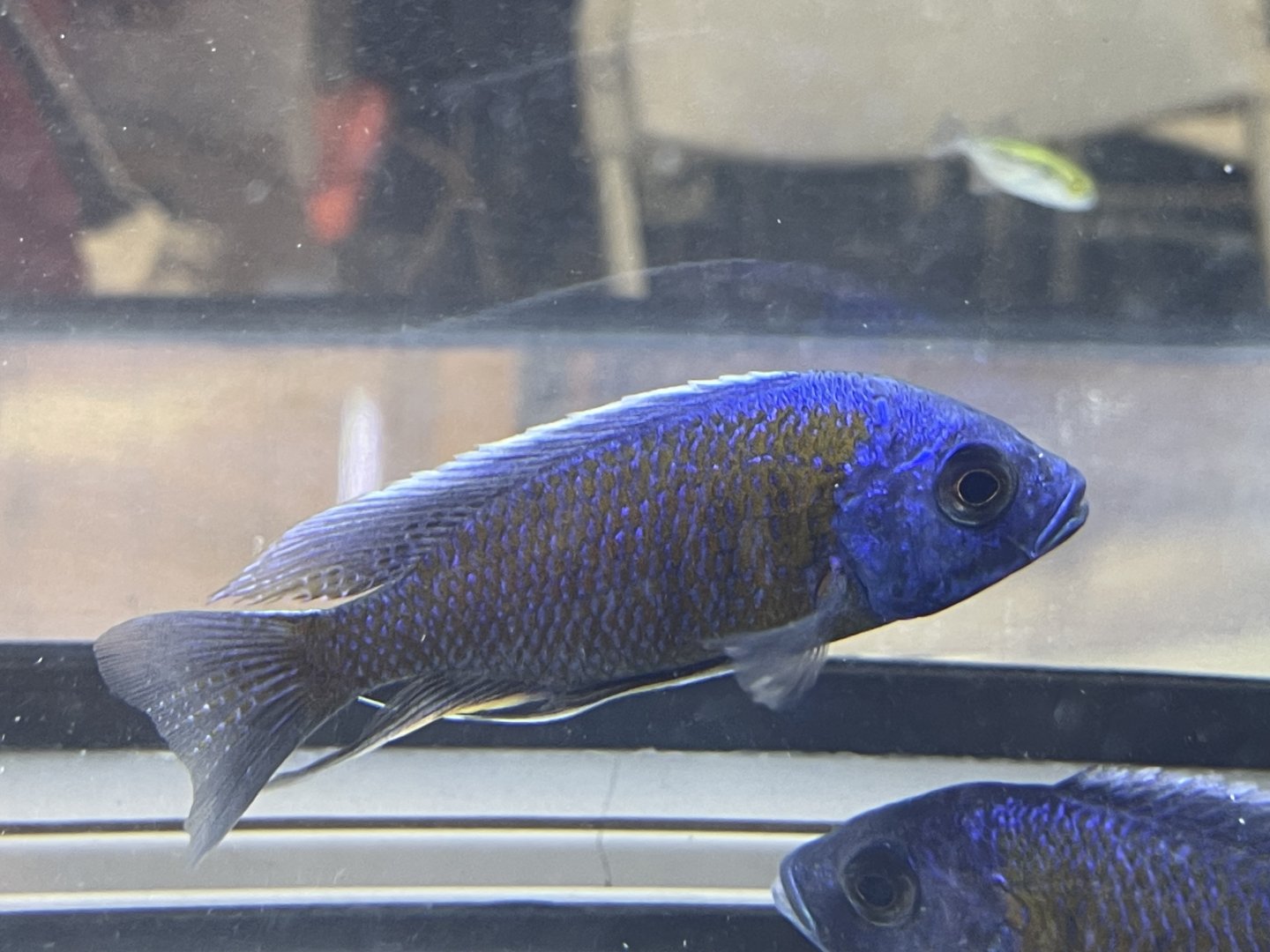 goldfin hap (copadichromis borleyi)