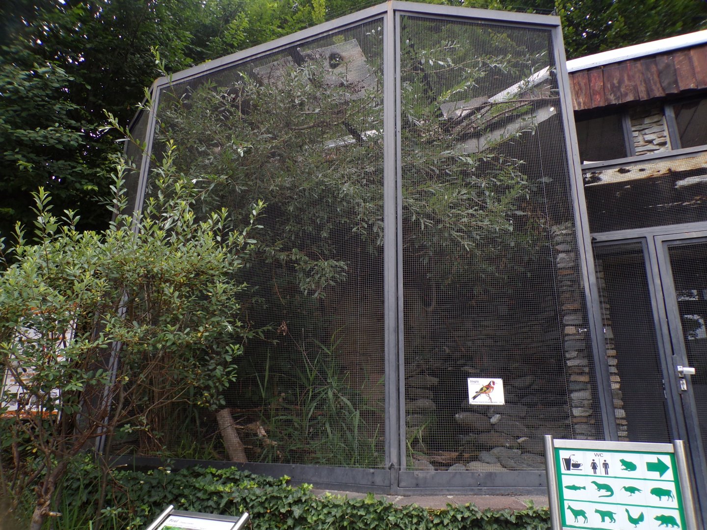 Goldfinch and Eurasian golden oriole aviary 9.7.25