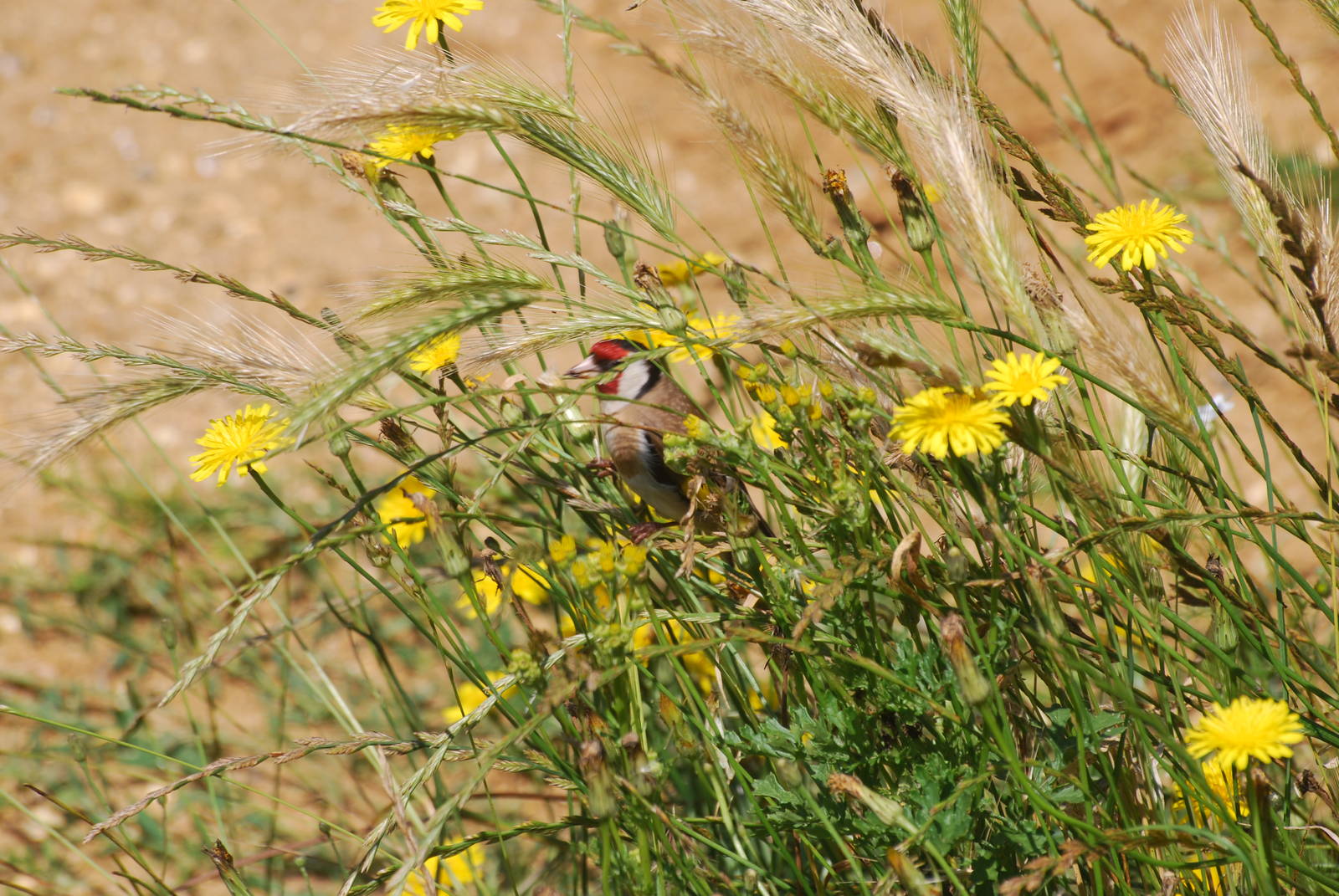 Goldfinch in hyaena enclosure