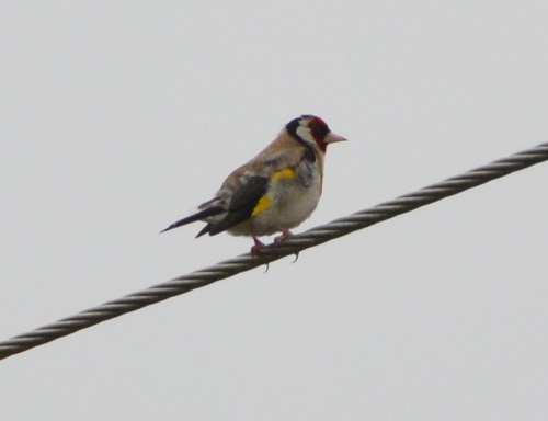 Goldfinch.   (Introduced)
