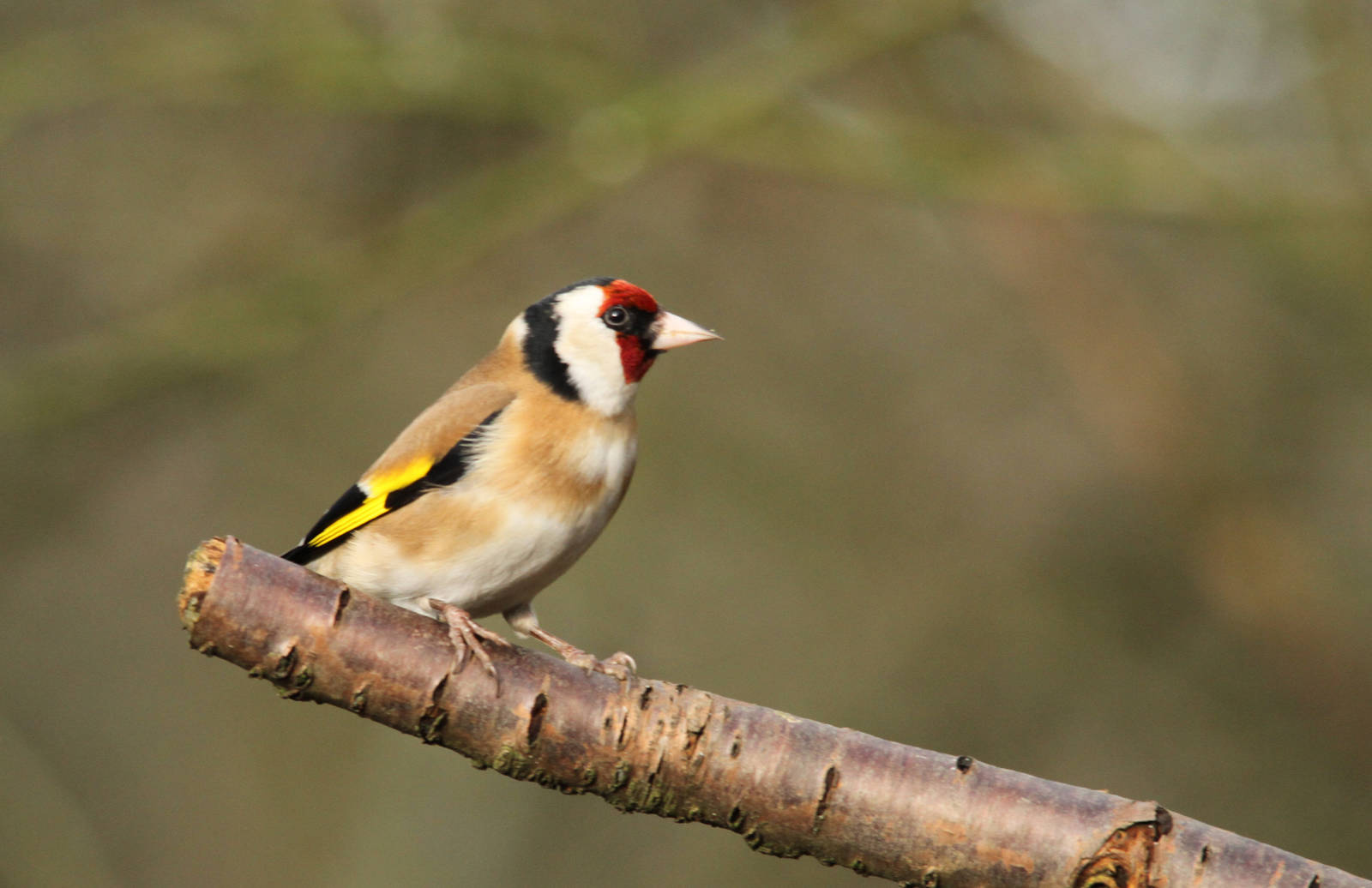 Goldfinch
