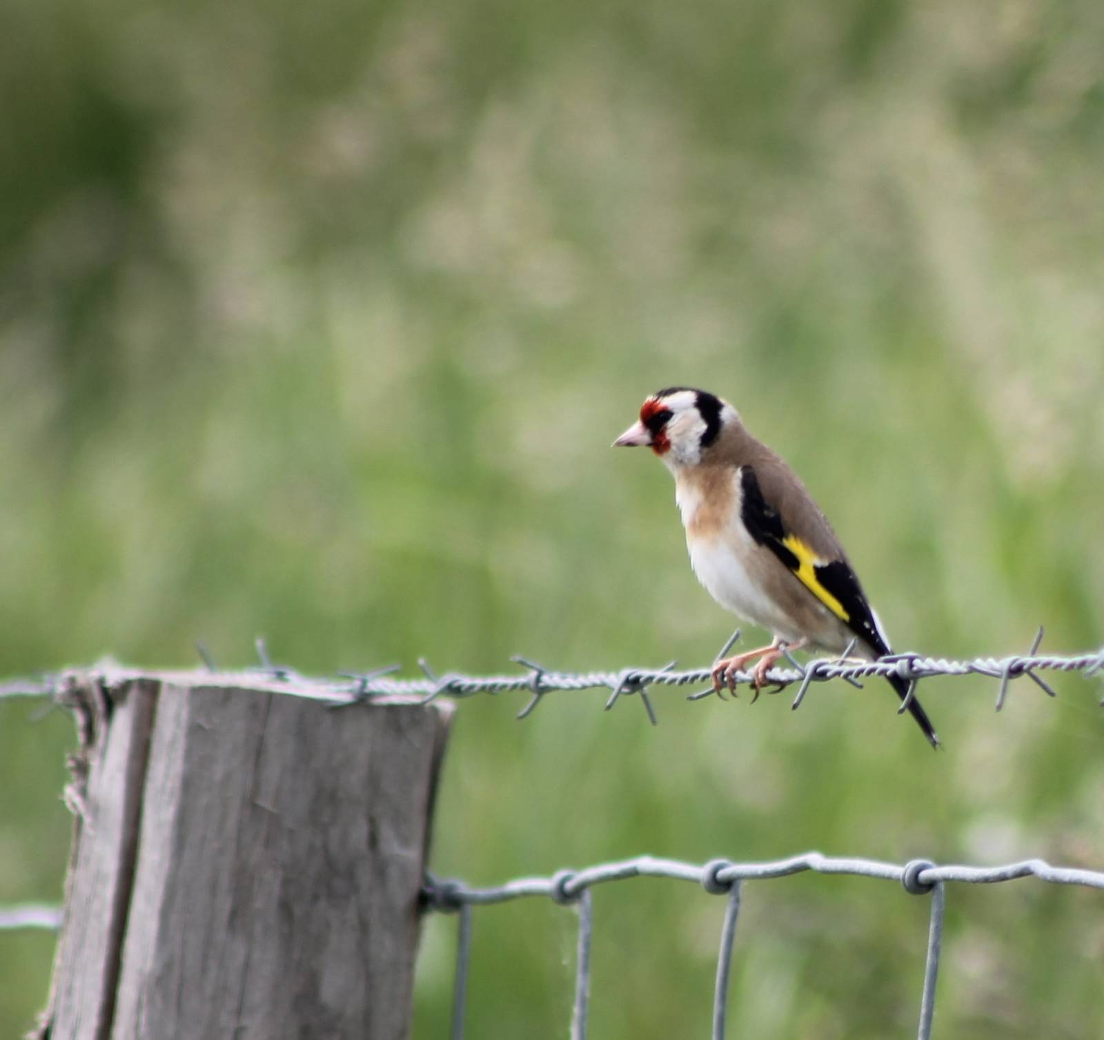 Goldfinch