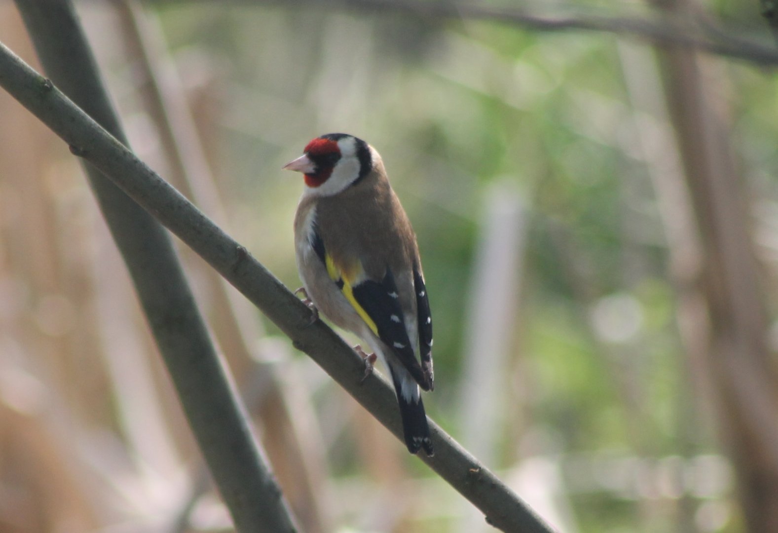 Goldfinch