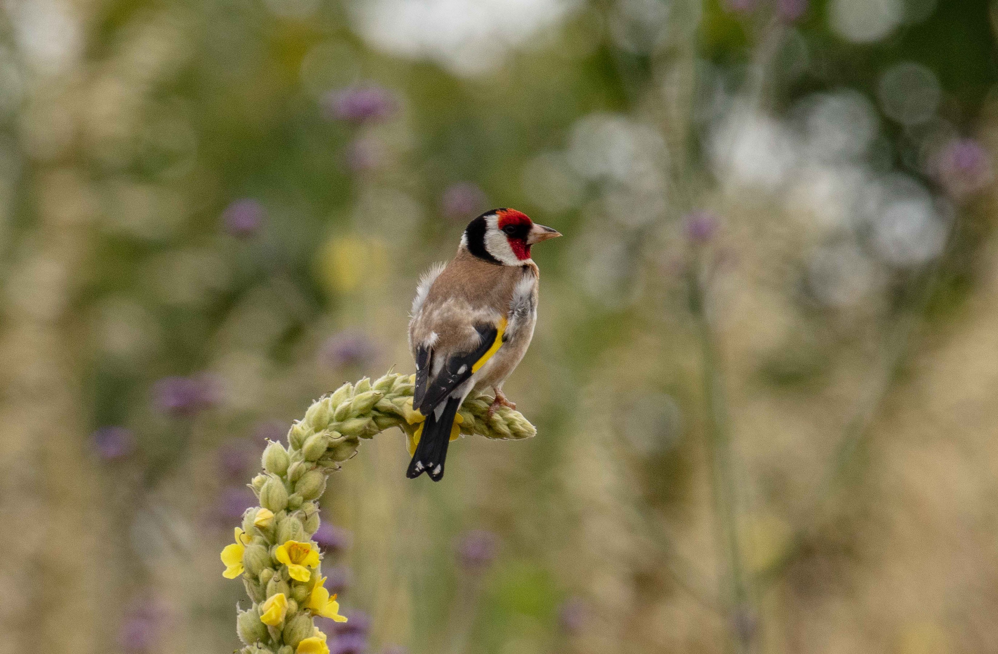 Goldfinch