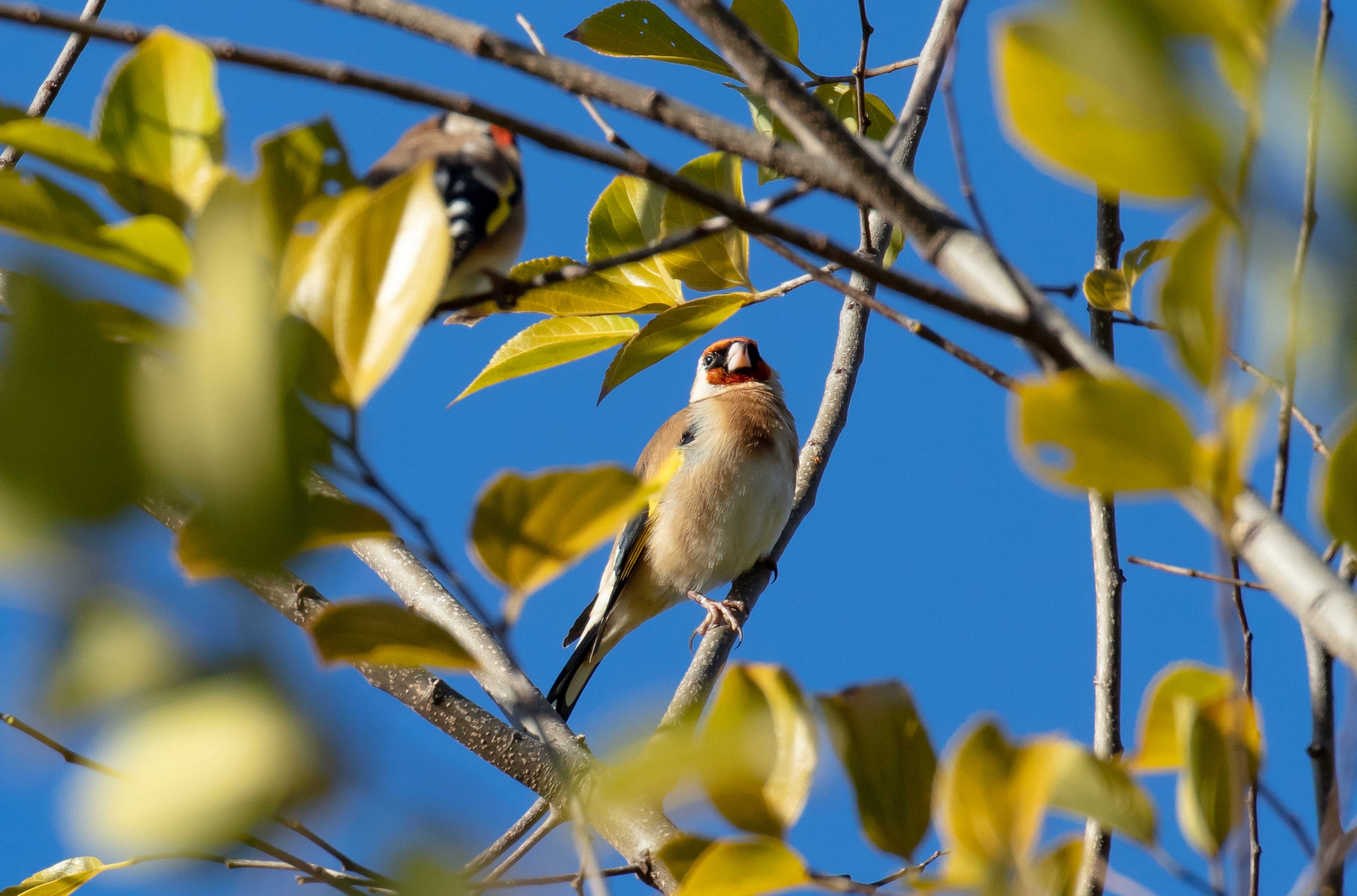 Goldfinch