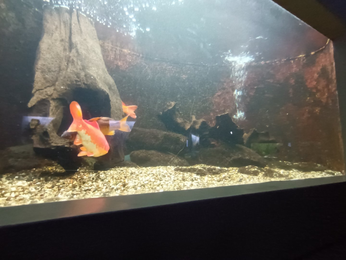 Goldfish and Wels Catfish Tank