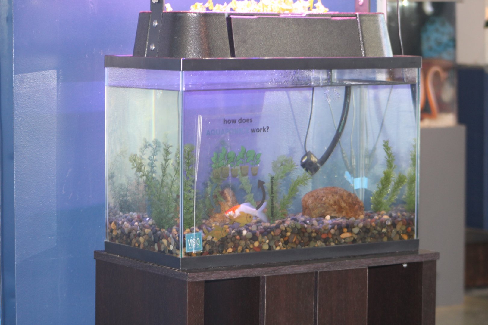 Goldfish Aquarium