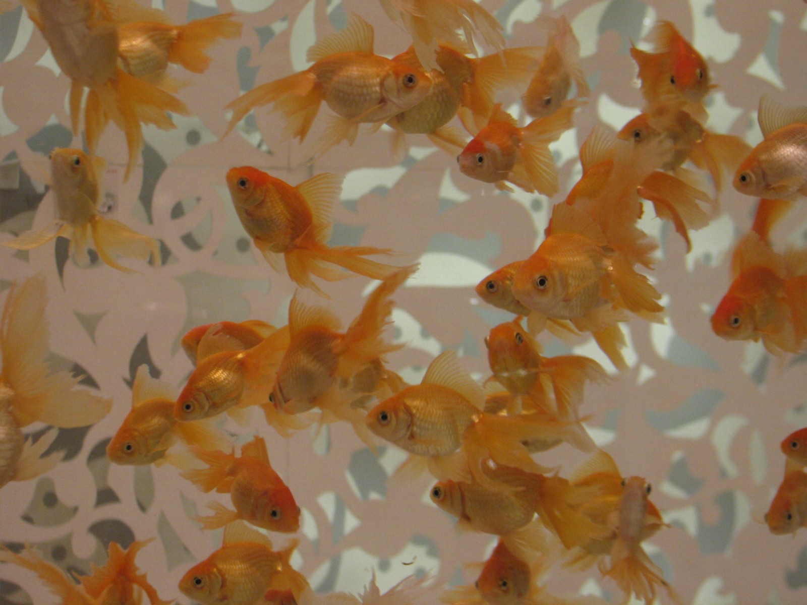 Goldfish Aquariums in Beijing Noodle No. 9 at Caesar's Palace in Las Vegas