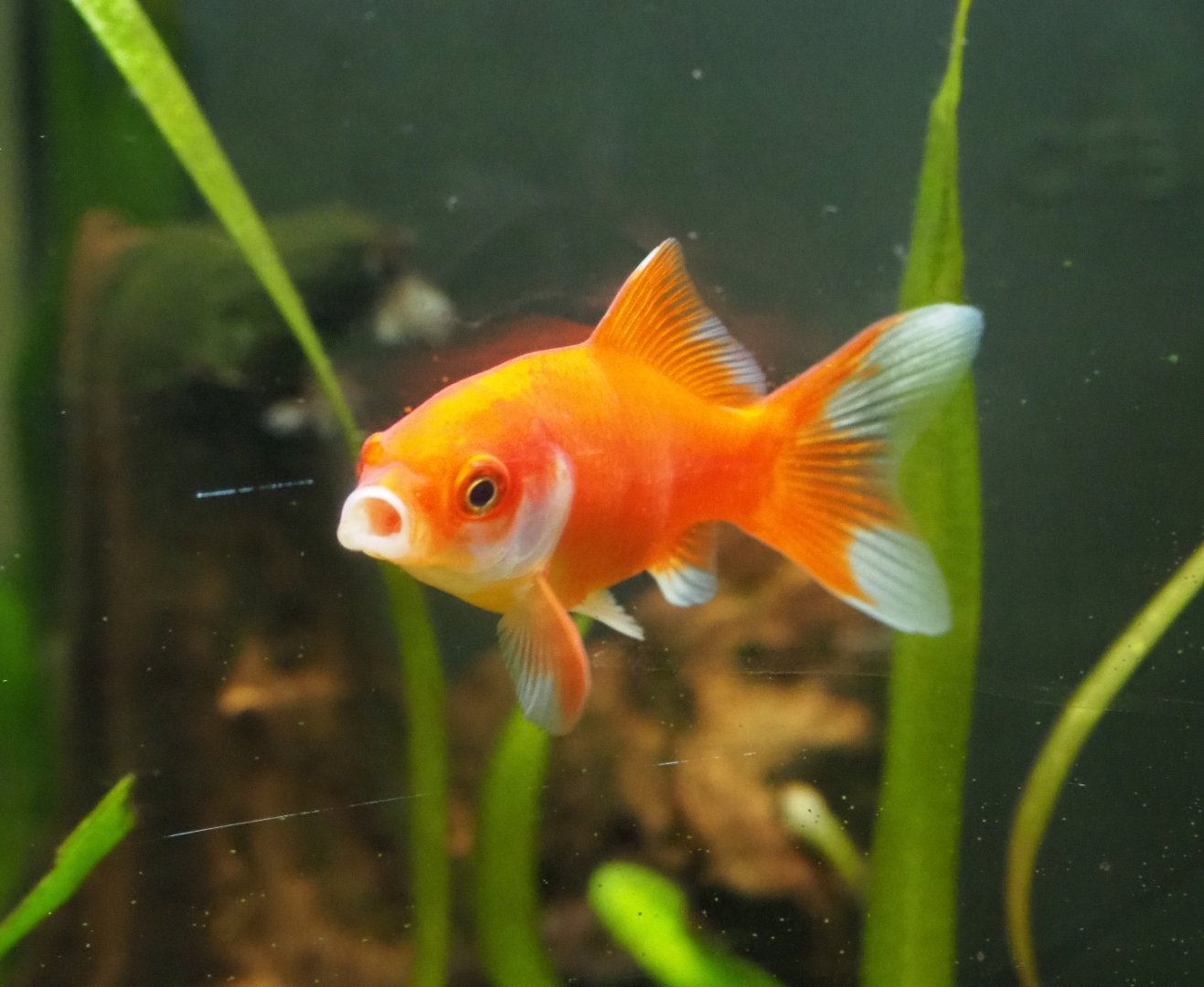 Goldfish (Carassius auratus), 2019-06-01