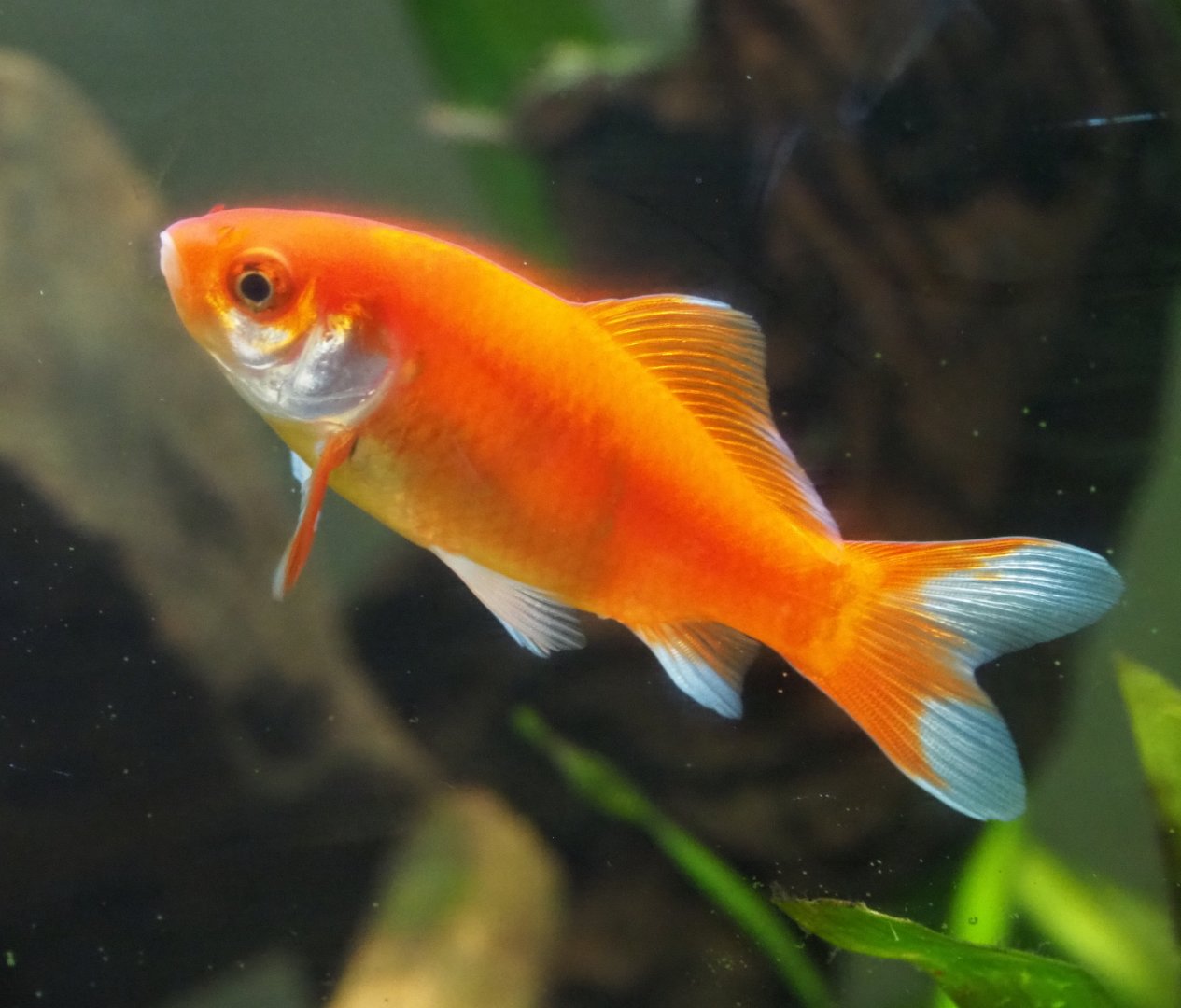 Goldfish (Carassius auratus), 2019-06-01