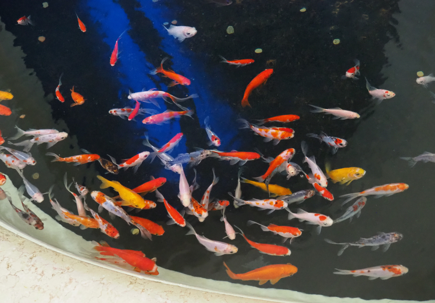 Goldfish (Carassius auratus), 2022-05-26