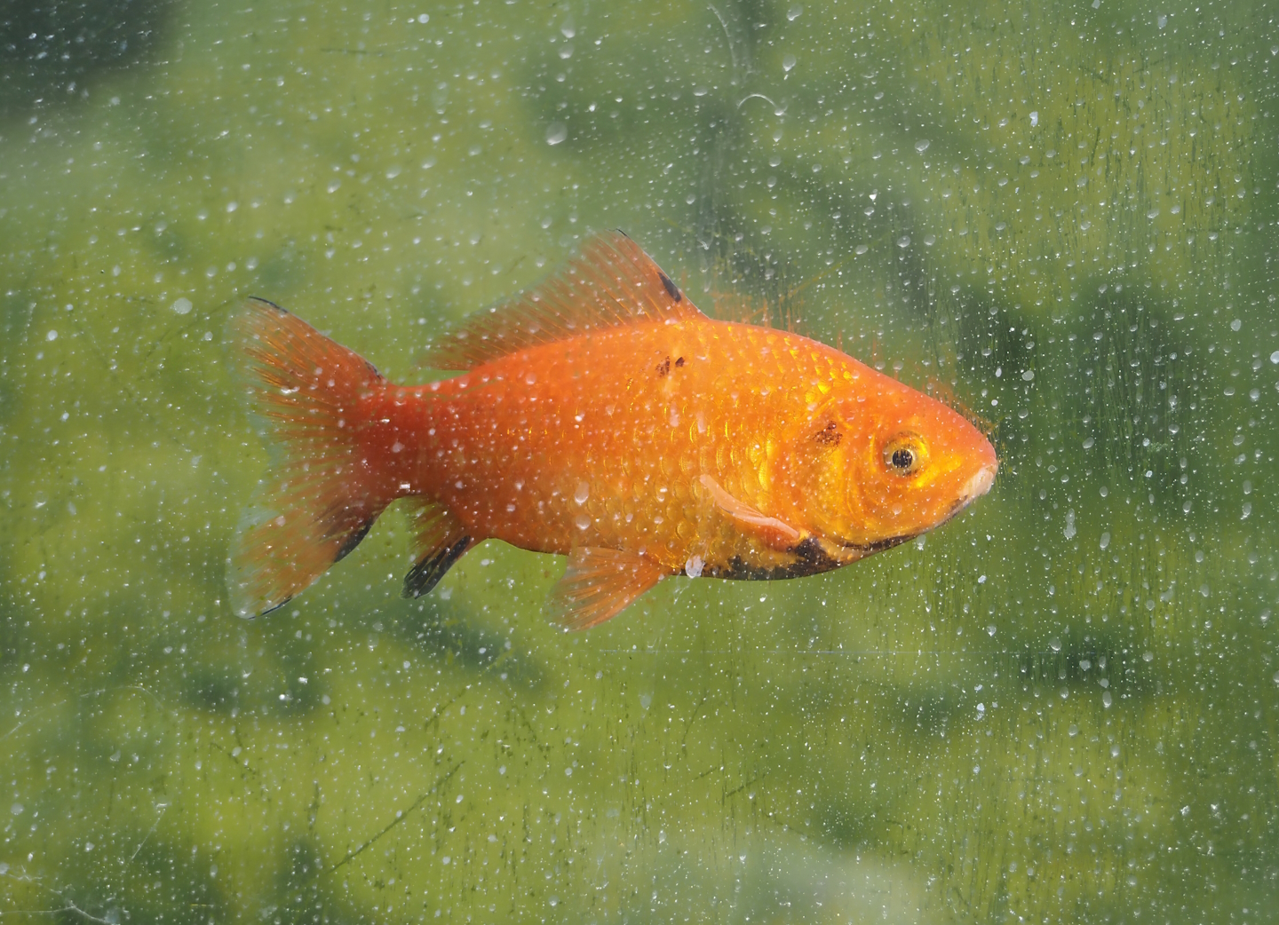 Goldfish (Carassius auratus), 2024-04-14