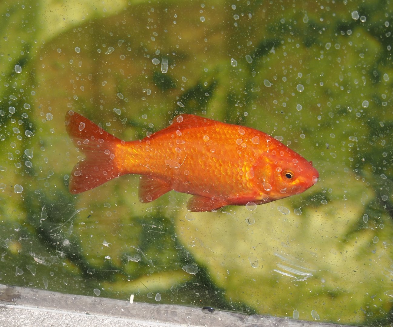 Goldfish (Carassius auratus), 2025-04-12
