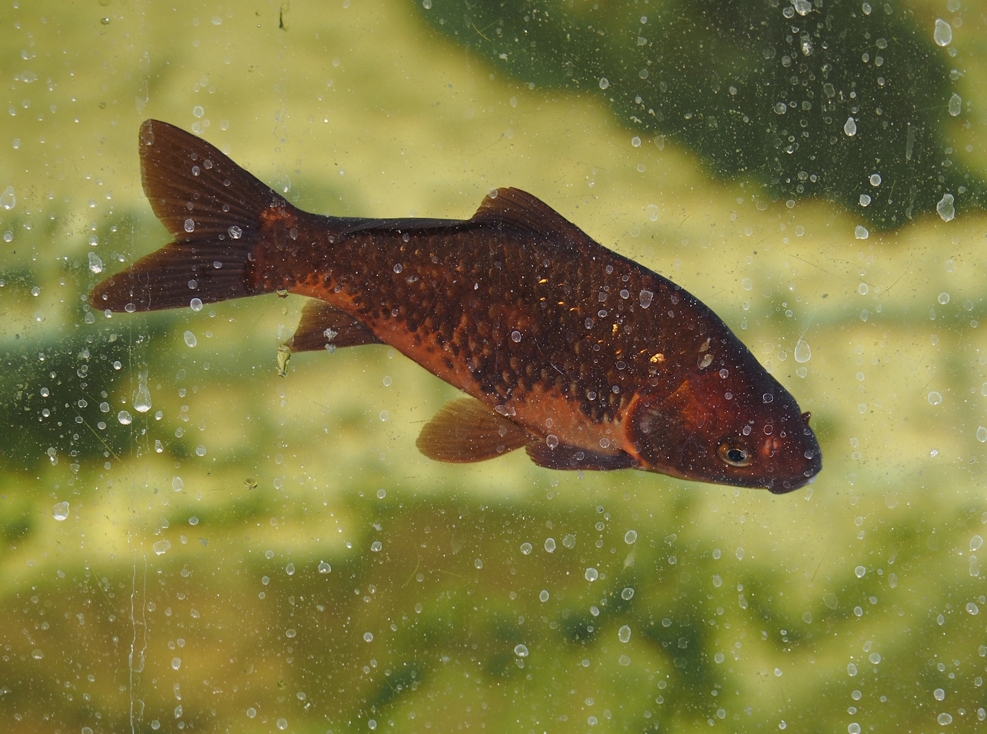 Goldfish (Carassius auratus), 2025-04-12