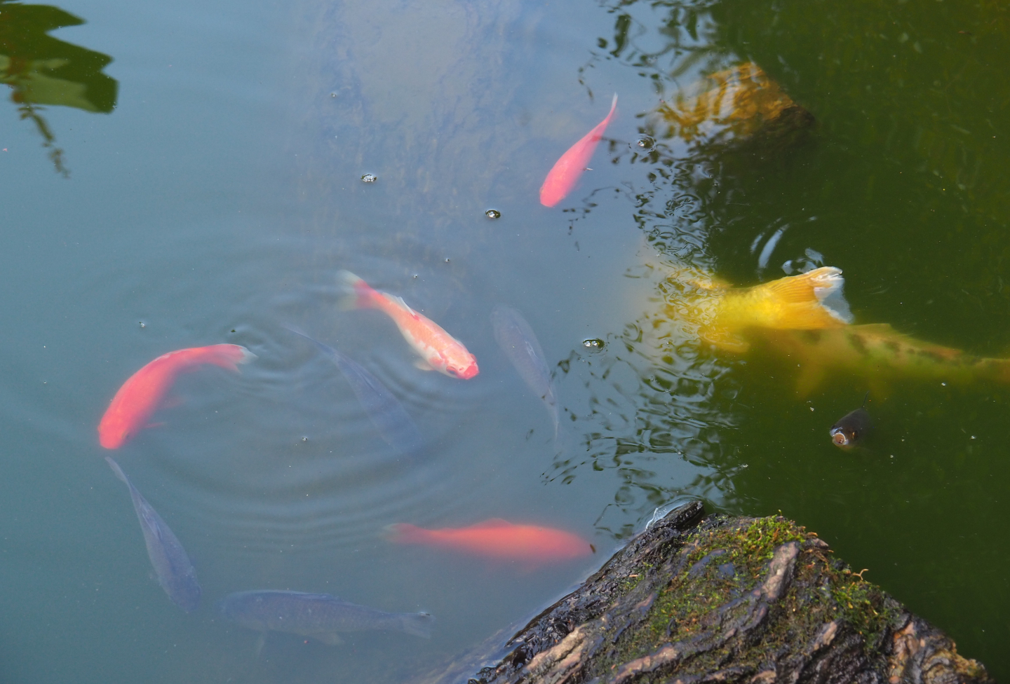 Goldfish (Carassius auratus), Common carp (Cyprinus carpio) and Koi (Cyprinus rubrofuscus), 2019-08-11