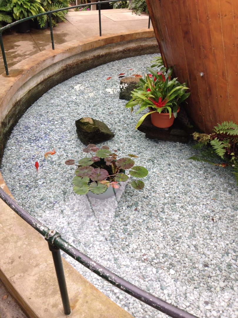 Goldfish (Carassius auratus)