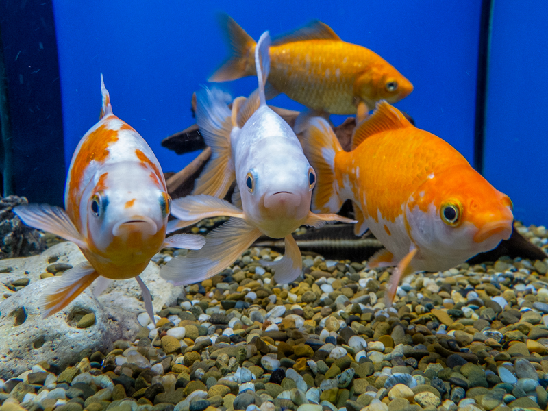 goldfish / Carassius auratus