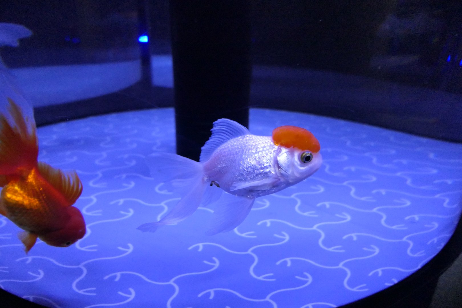 Goldfish (Carassius auratus)