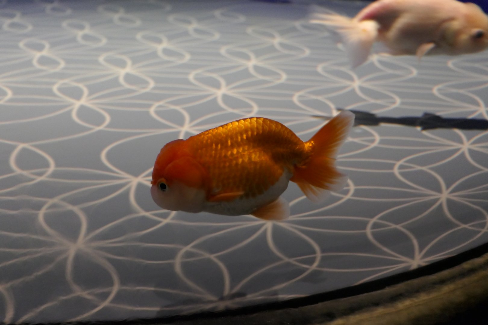 Goldfish (Carassius auratus)